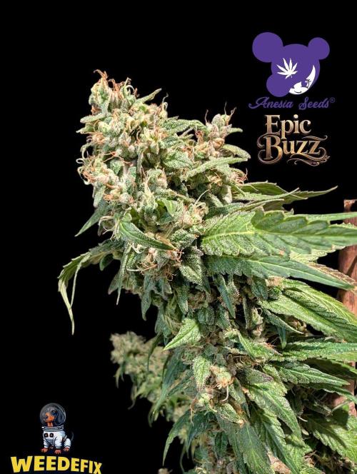 Epic Buzz - Anesia - Weedefix - VS.. Week 16