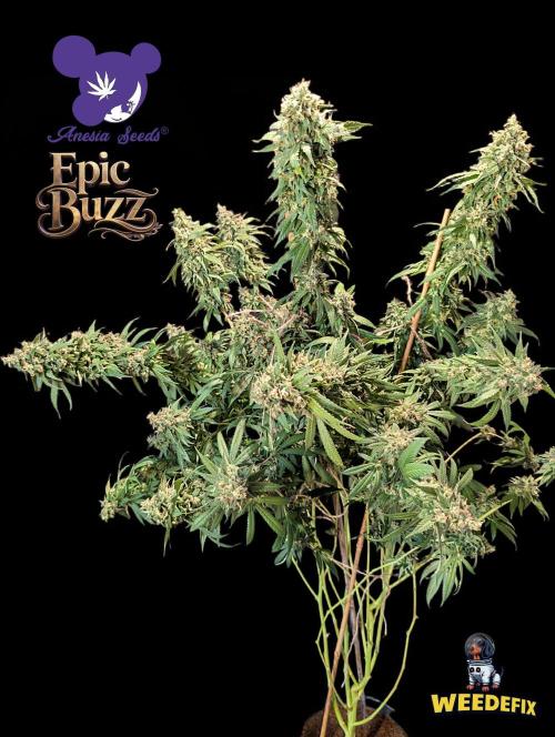 Epic Buzz - Anesia - Weedefix - VS.. Week 16