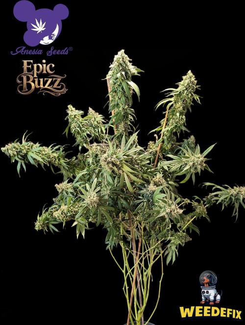Epic Buzz - Anesia - Weedefix - VS.. Week 16