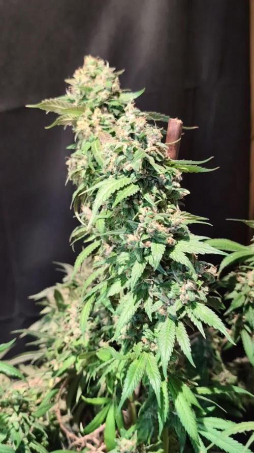 Epic Buzz - Anesia - Weedefix - VS.
