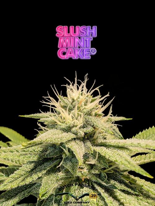 Slush Mint Cake - DP - Bio Tabs NL Grow. Week 14