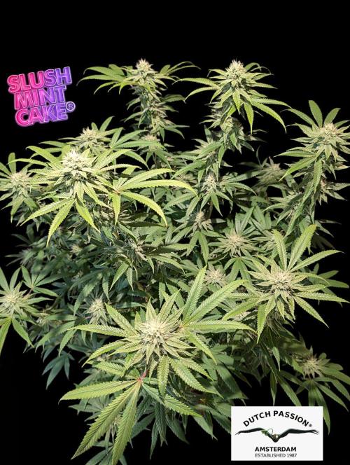 Slush Mint Cake - DP - Bio Tabs NL Grow. Week 14