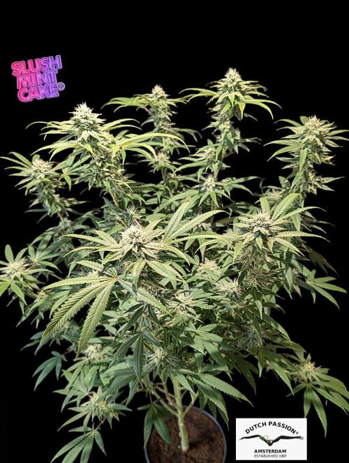 Slush Mint Cake - DP - Bio Tabs NL Grow. Week 14