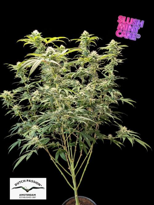 Slush Mint Cake - DP - Bio Tabs NL Grow. Week 14
