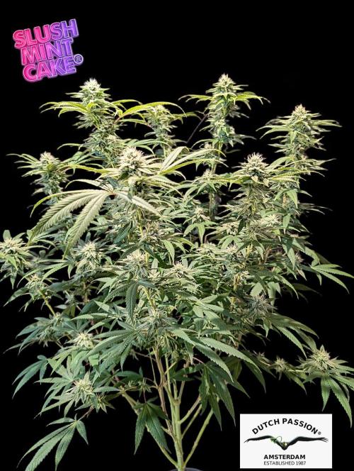 Slush Mint Cake - DP - Bio Tabs NL Grow. Week 14