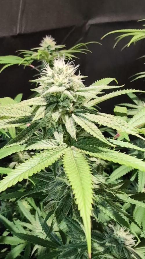 Slush Mint Cake - DP - Bio Tabs NL Grow