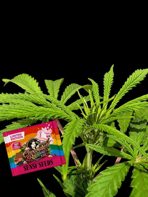 Chocolate Rainbow XXL -Sensi Seeds-BTNL. Week 8