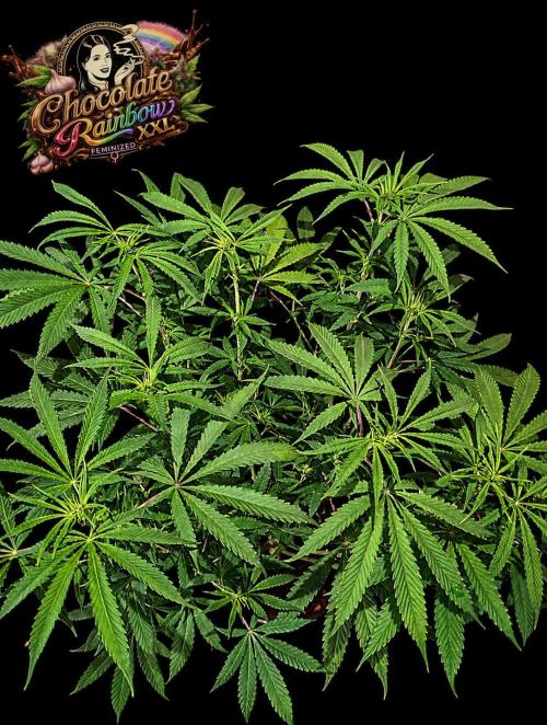 Chocolate Rainbow XXL -Sensi Seeds-BTNL. Week 8
