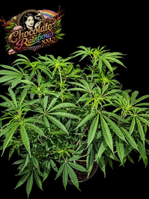 Chocolate Rainbow XXL -Sensi Seeds-BTNL. Week 8