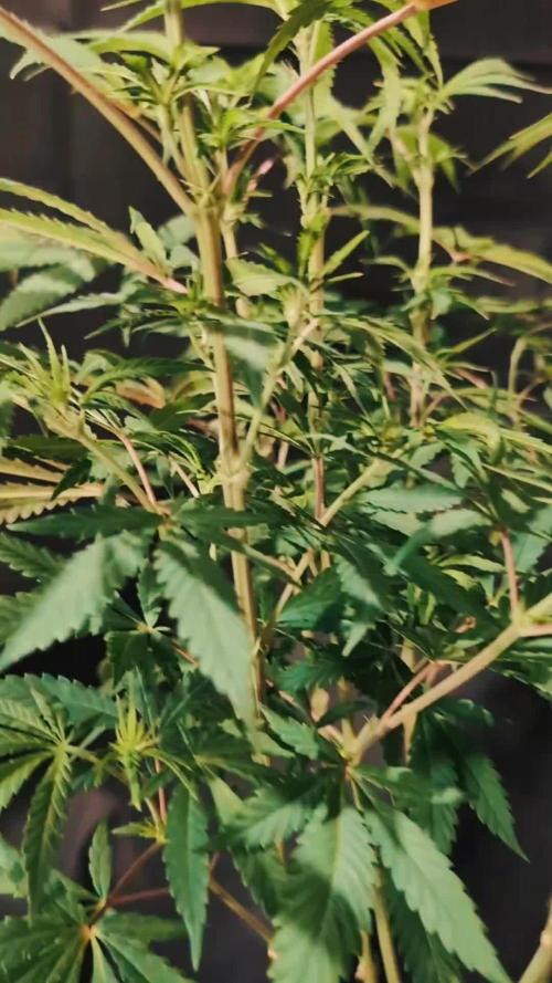 Chocolate Rainbow XXL -Sensi Seeds-BTNL
