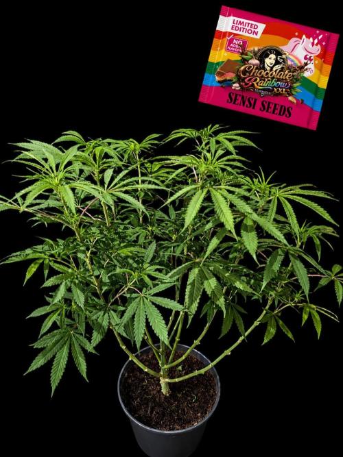 Chocolate Rainbow XXL -Sensi Seeds-BTNL. Week 8
