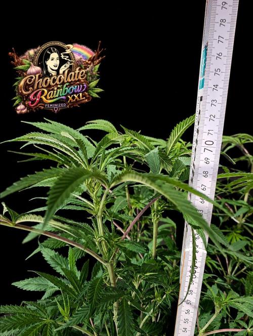 Chocolate Rainbow XXL -Sensi Seeds-BTNL. Week 8