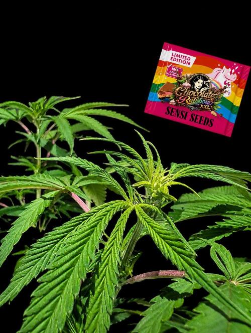 Chocolate Rainbow XXL -Sensi Seeds-BTNL. Week 8
