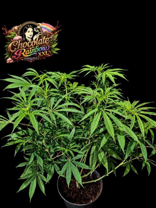 Chocolate Rainbow XXL. Week 8