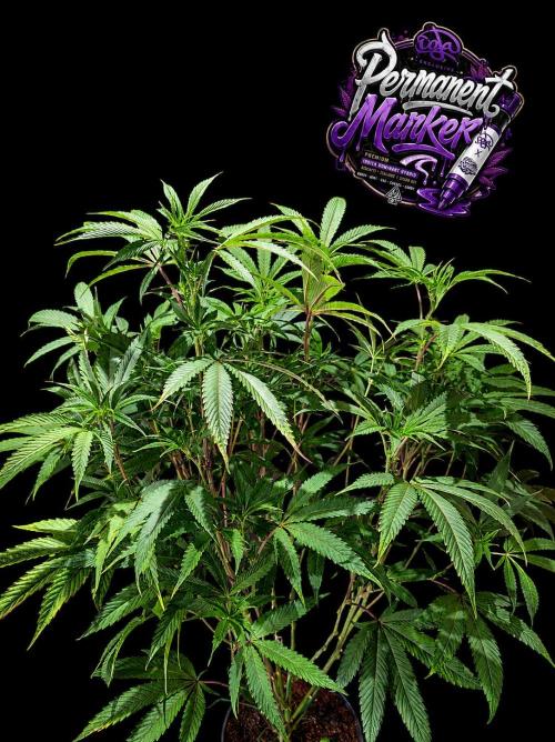 Permanent Marker -Seed Junky-Doja-BTNL. Week 8