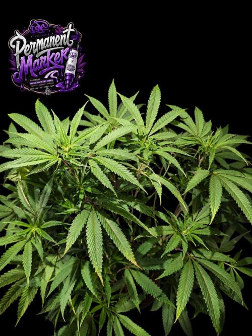Permanent Marker -Seed Junky-Doja-BTNL. Week 8