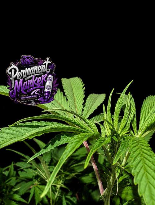 Permanent Marker -Seed Junky-Doja-BTNL. Week 8