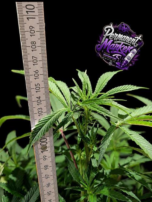 Permanent Marker -Seed Junky-Doja-BTNL. Week 8