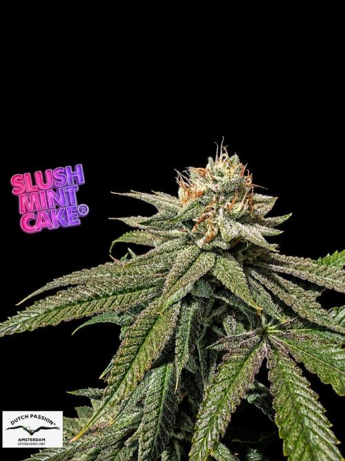 Slush Mint Cake - DP - Bio Tabs NL Grow. Week 15
