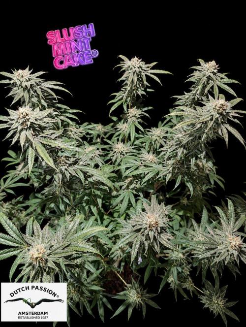 Slush Mint Cake - DP - Bio Tabs NL Grow. Week 15