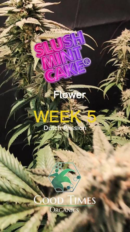 Slush Mint Cake - DP - Bio Tabs NL Grow