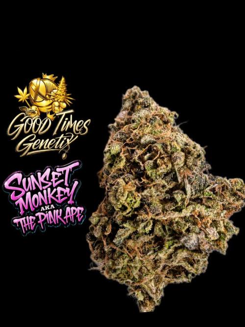 Sunset Monkey - Good Times Genetix - BTN. Week 18