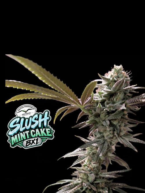 Slush Mint Cake - DP - Bio Tabs NL Grow. Week 16