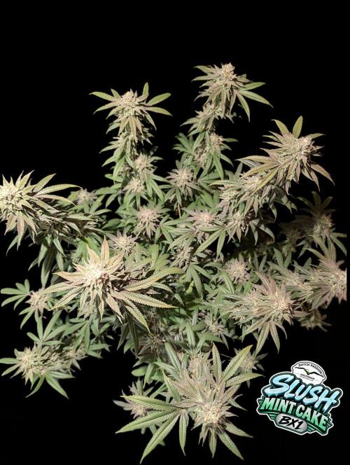 Slush Mint Cake - DP - Bio Tabs NL Grow. Week 16
