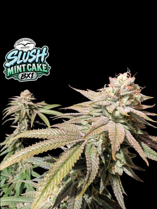 Slush Mint Cake - DP - Bio Tabs NL Grow. Week 16