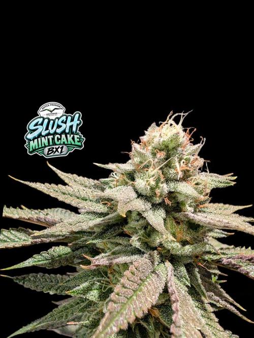 Slush Mint Cake - DP - Bio Tabs NL Grow. Week 16