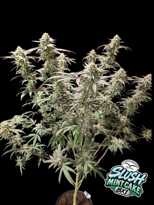 Slush Mint Cake - DP - Bio Tabs NL Grow. Week 16