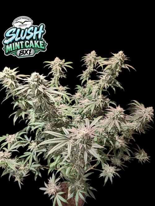 Slush Mint Cake - DP - Bio Tabs NL Grow. Week 16