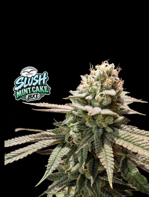 Slush Mint Cake - DP - Bio Tabs NL Grow. Week 16