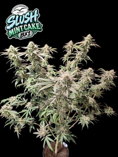 Slush Mint Cake - DP - Bio Tabs NL Grow. Week 16