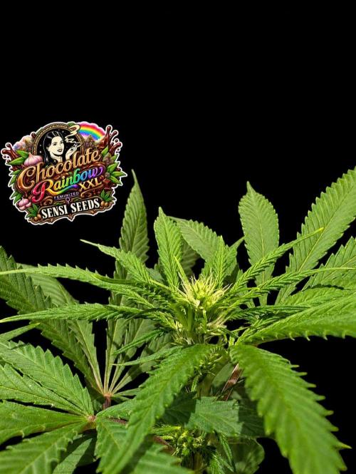 Chocolate Rainbow XXL -Sensi Seeds-BTNL. Week 9