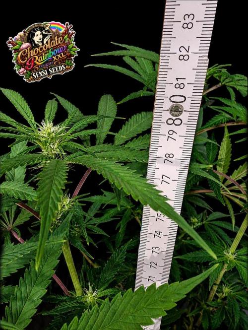 Chocolate Rainbow XXL -Sensi Seeds-BTNL. Week 9