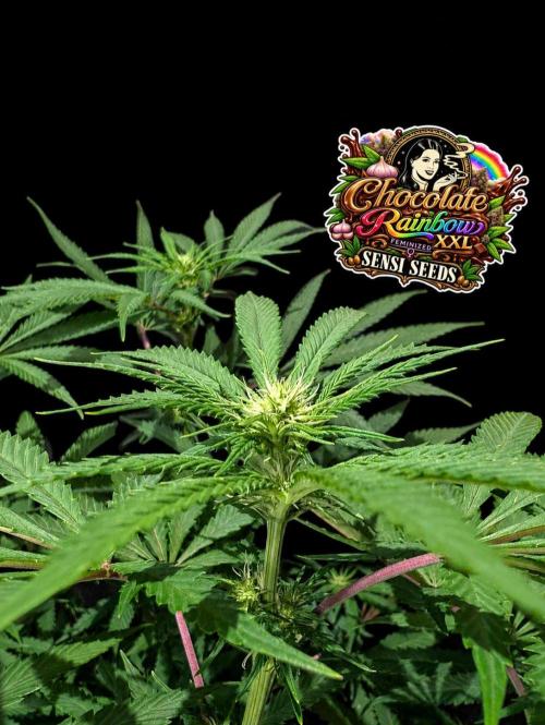 Chocolate Rainbow XXL -Sensi Seeds-BTNL. Week 9