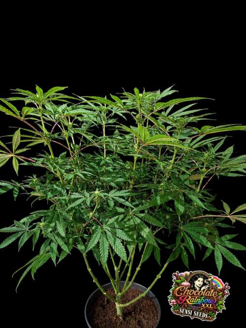 Chocolate Rainbow XXL -Sensi Seeds-BTNL. Week 9