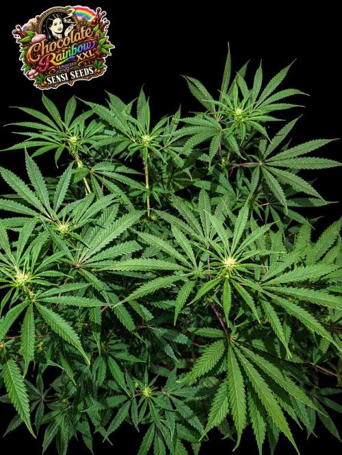 Chocolate Rainbow XXL -Sensi Seeds-BTNL. Week 9