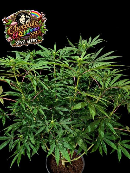 Chocolate Rainbow XXL -Sensi Seeds-BTNL. Week 9