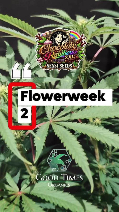 Chocolate Rainbow XXL -Sensi Seeds-BTNL