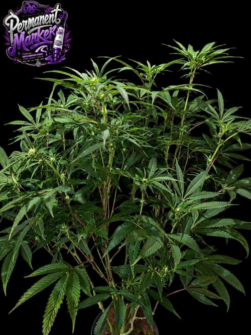 Permanent Marker -Seed Junky-Doja-BTNL. Week 9