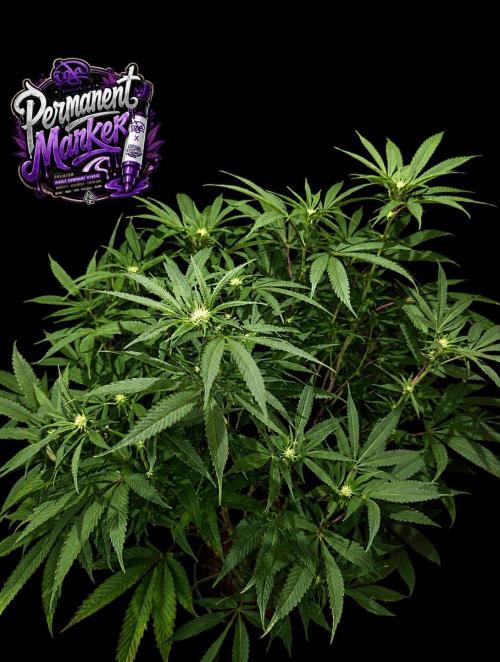 Permanent Marker -Seed Junky-Doja-BTNL. Week 9