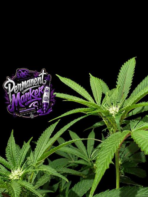 Permanent Marker -Seed Junky-Doja-BTNL. Week 9