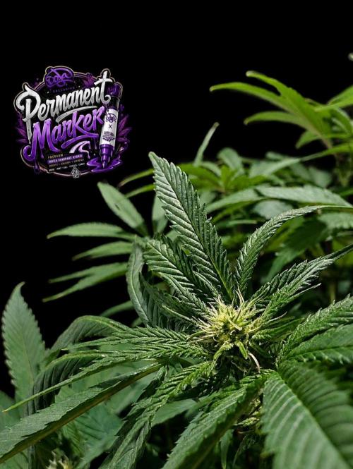 Permanent Marker -Seed Junky-Doja-BTNL. Week 9