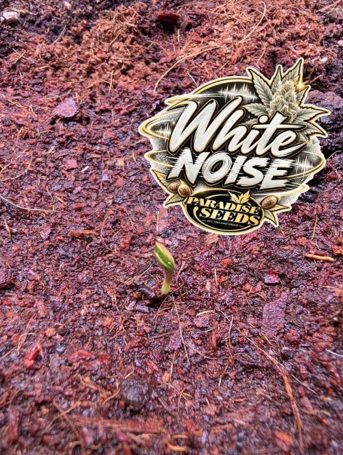 White Noise - Paradise Seeds - W33DFX. Week 0