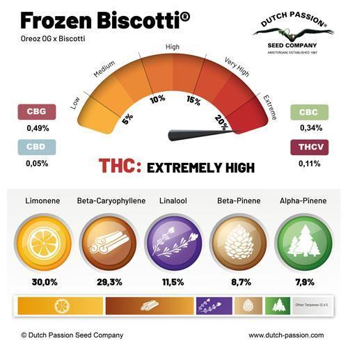 Frozen Biscotti - Dutch Passion - BTNL. Week 0