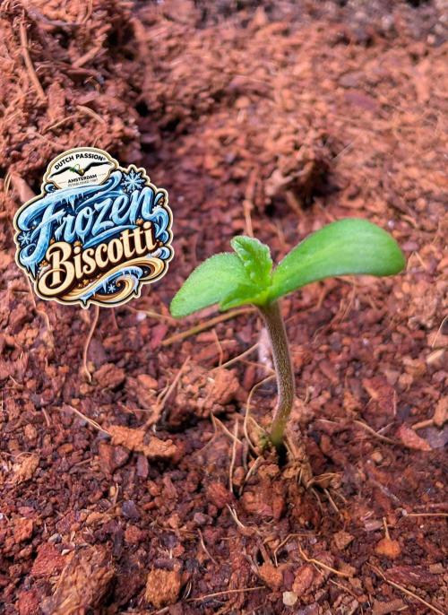 Frozen Biscotti - Dutch Passion - BTNL. Week 0