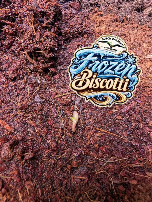 Frozen Biscotti - Dutch Passion - BTNL. Week 0