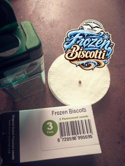 Frozen Biscotti - Dutch Passion - BTNL. Week 0